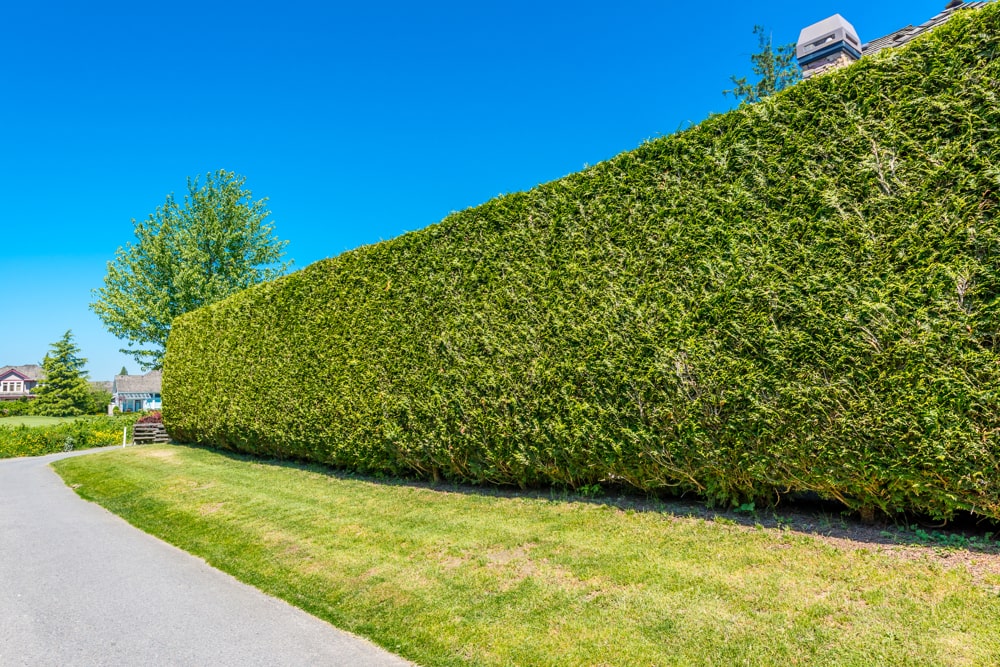 Large hedge after trimming